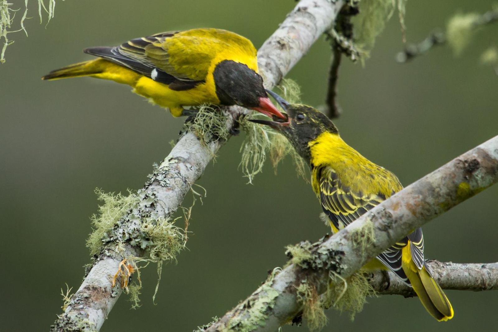 Teniqua Treetops Karatara Settlement Bagian luar foto